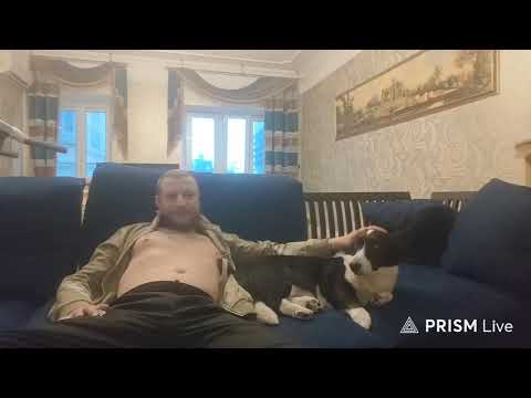 Гусь — Прямая трансляция Camera Shorts