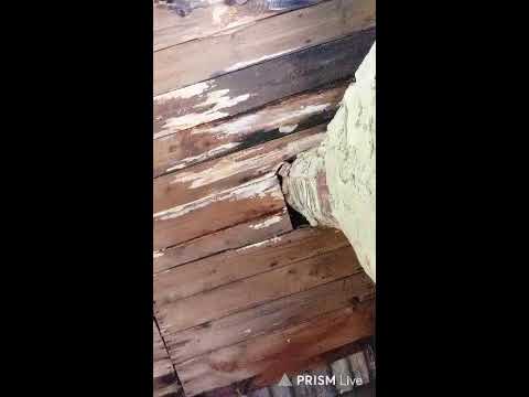 Кинконг — Прямая трансляция КИНГ КОНГ ЖИВ
