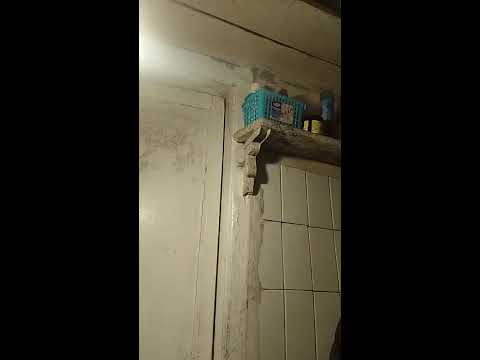 Кинконг — КИНГ КОНГ ЖИВ